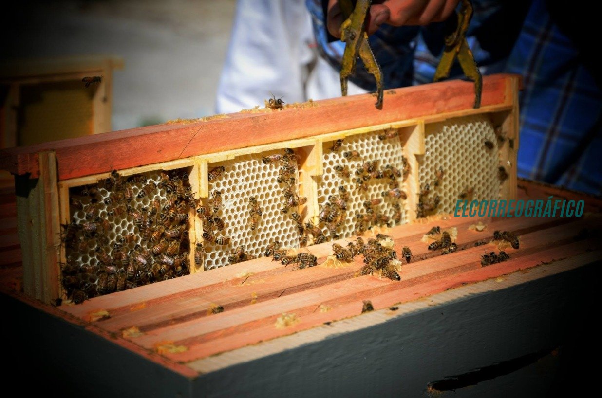 Crisis apícola: caída del 50% en ventas golpea a productores de Berisso en la previa del VI Congreso del Periurbano Crisis apícola caída del 50% en ventas golpea a productores de Berisso en la previa del VI Congreso del Periurbano 5